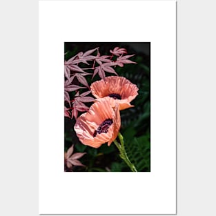 Pair of Poppies Posters and Art